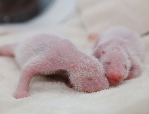 Panda center welcomes twin cubs in SW China