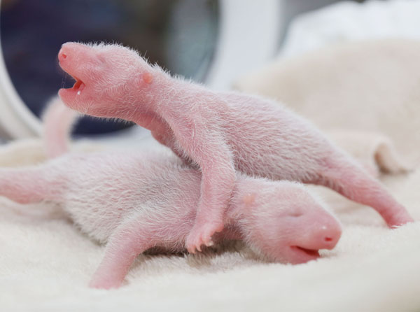 Panda center welcomes twin cubs in SW China