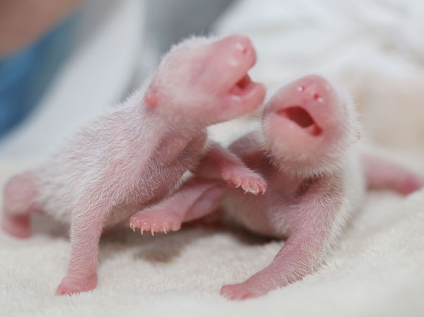 Panda center welcomes twin cubs in SW China