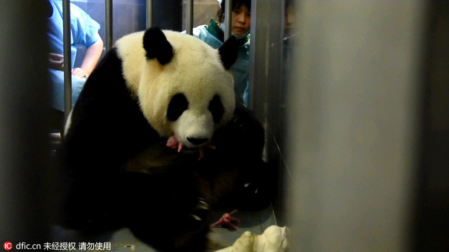 Giant panda in Macao gives birth to twin cubs