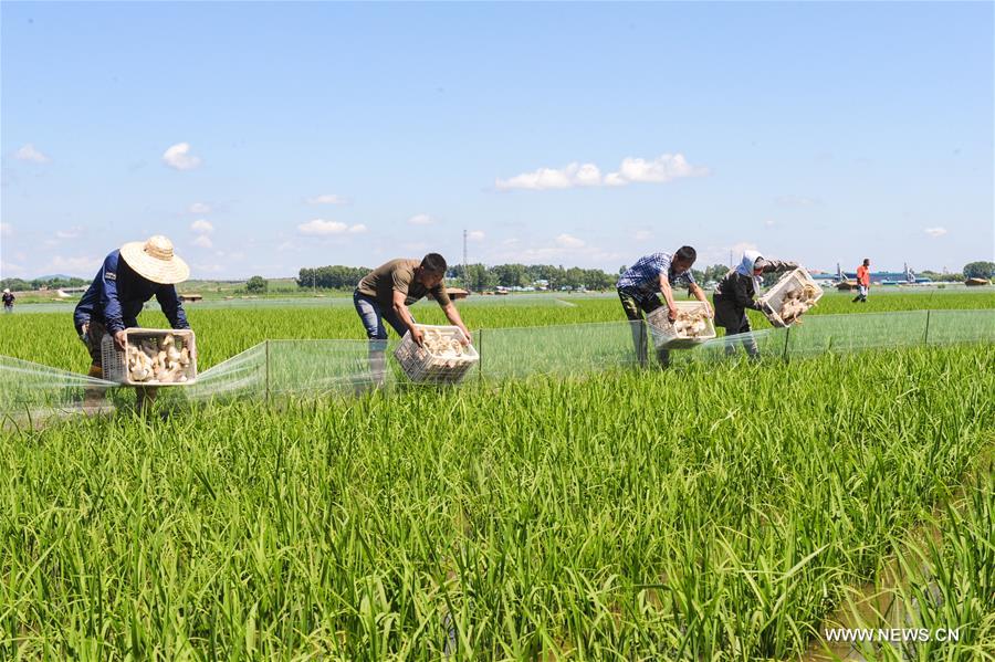 Eco-friendly farming system introduced to NE China