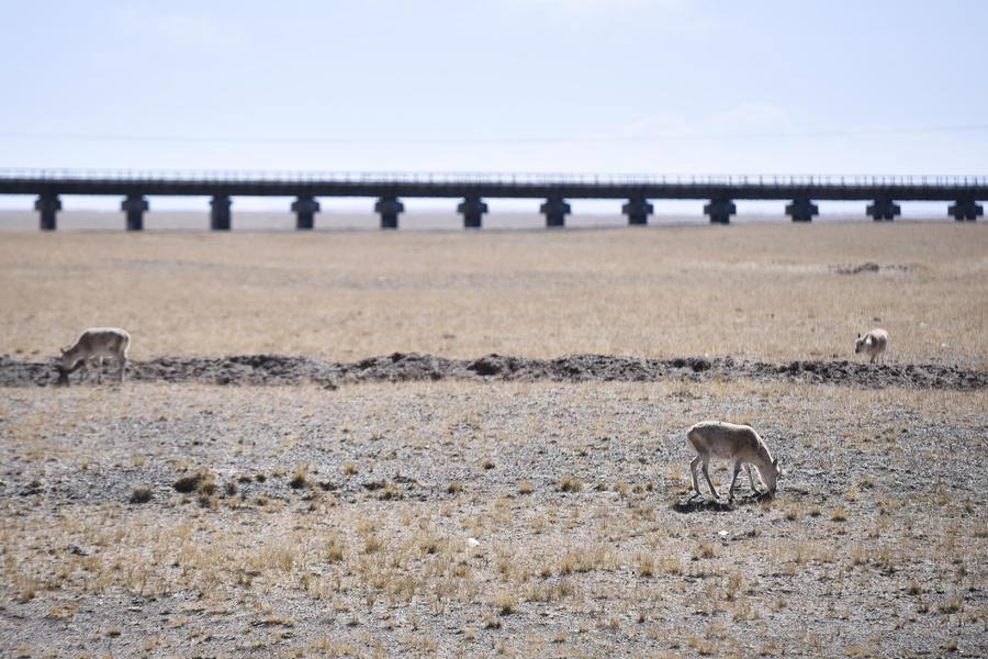 Tenth birthday of the world's highest altitude train line