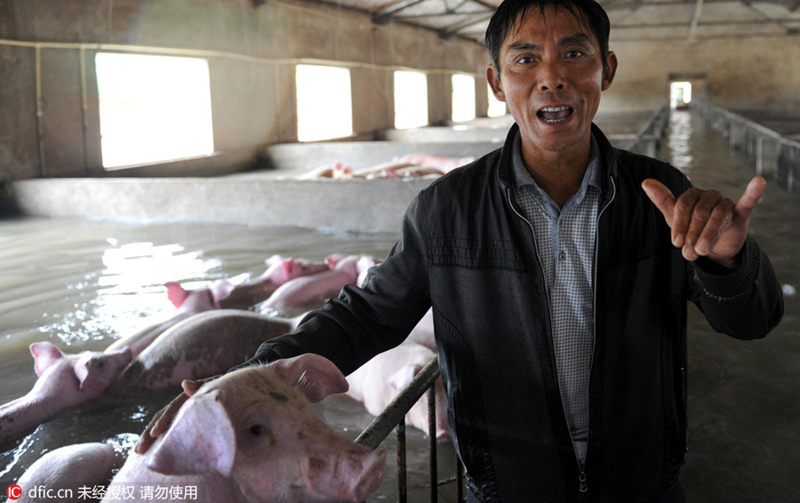 6,000 pigs in inundated farm to be moved