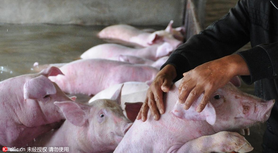 6,000 pigs in inundated farm to be moved