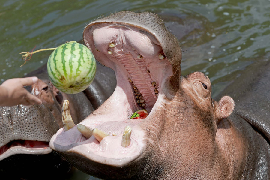 Staying cool at the zoo amid Shanghai heat wave