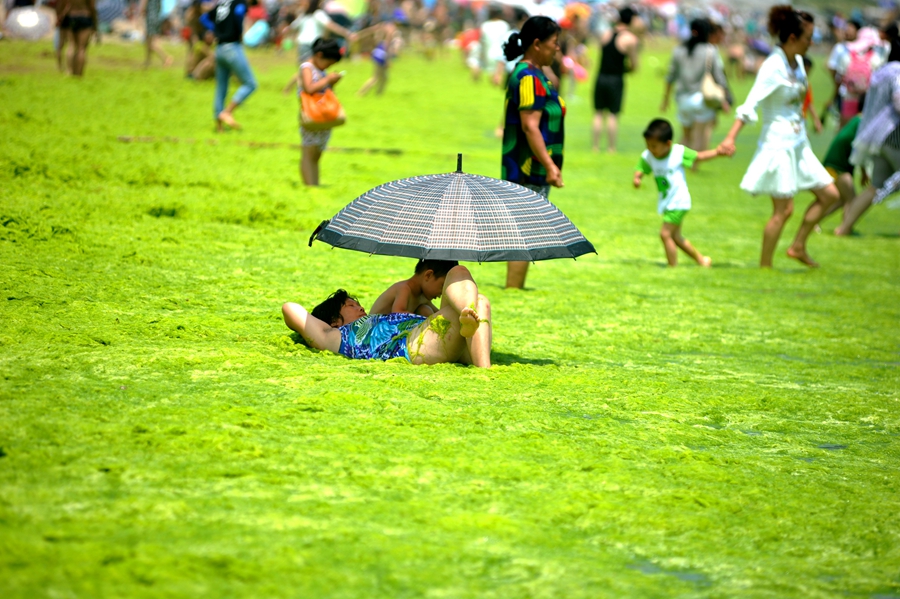 Large amount of sea grass besieges Qingdao