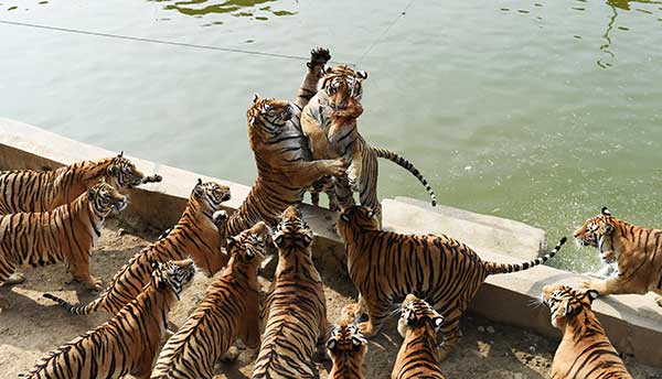 Siberian tigers endure the heat of summer