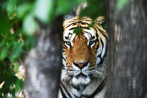 Siberian tigers endure the heat of summer