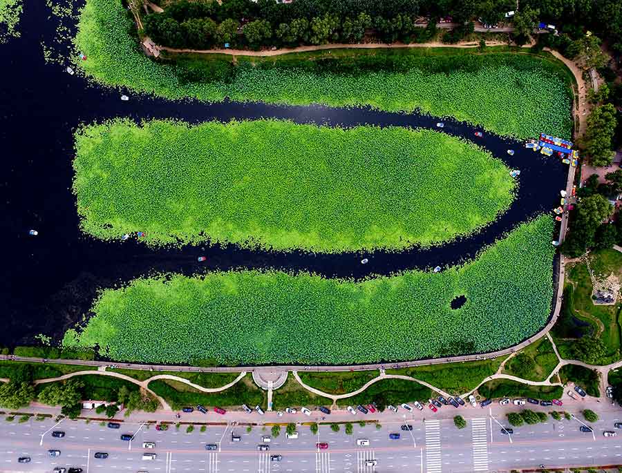 Stunning aerial views of a serene lotus lake