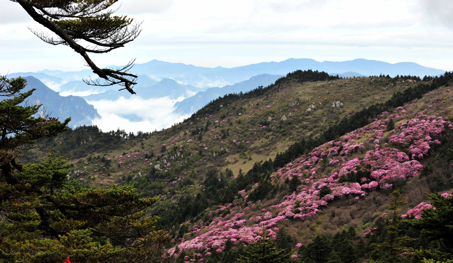 China's Hubei Shennongjia added to World Heritage List