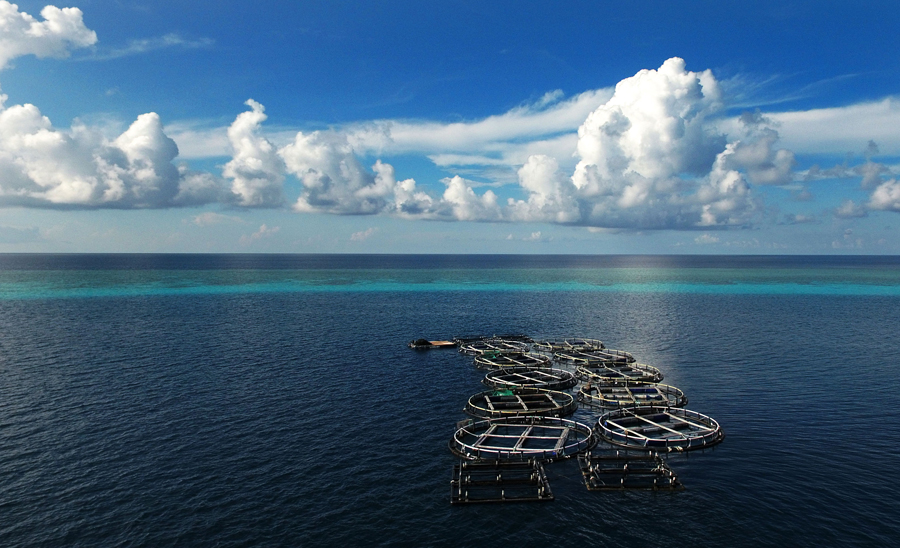 Commercial fish cultured at farm in Meiji Reef of South China Sea