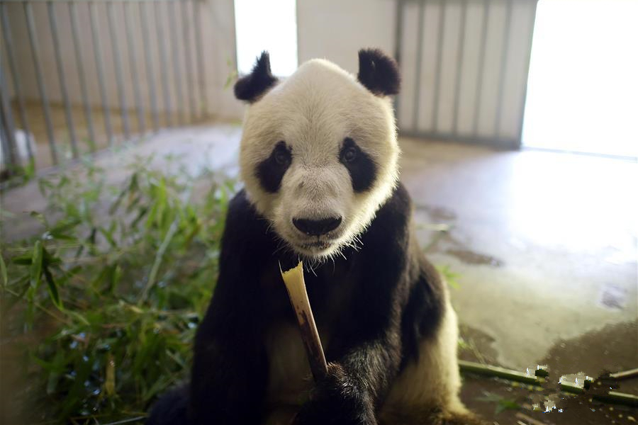 Giant pandas find a shelter in nursing home