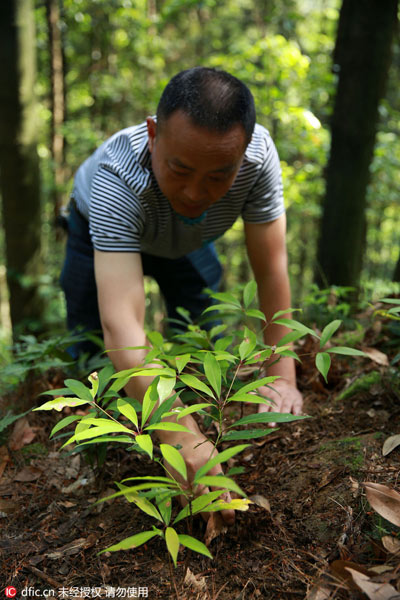 This Day, That Year: forests recovering