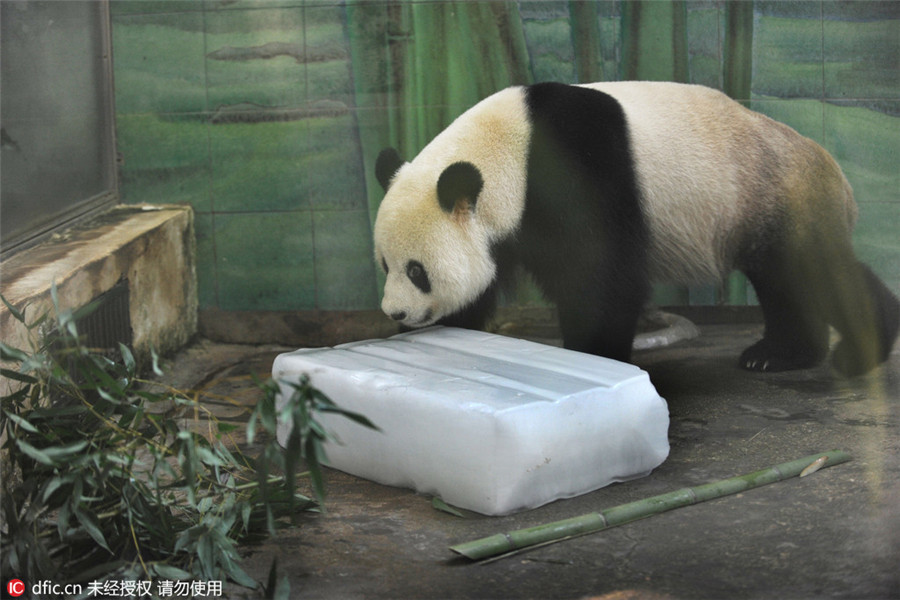 Animals look for ice, shade to beat heat in Hubei