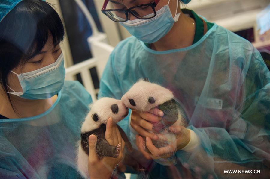 Macao's panda twins meet public one month after birth