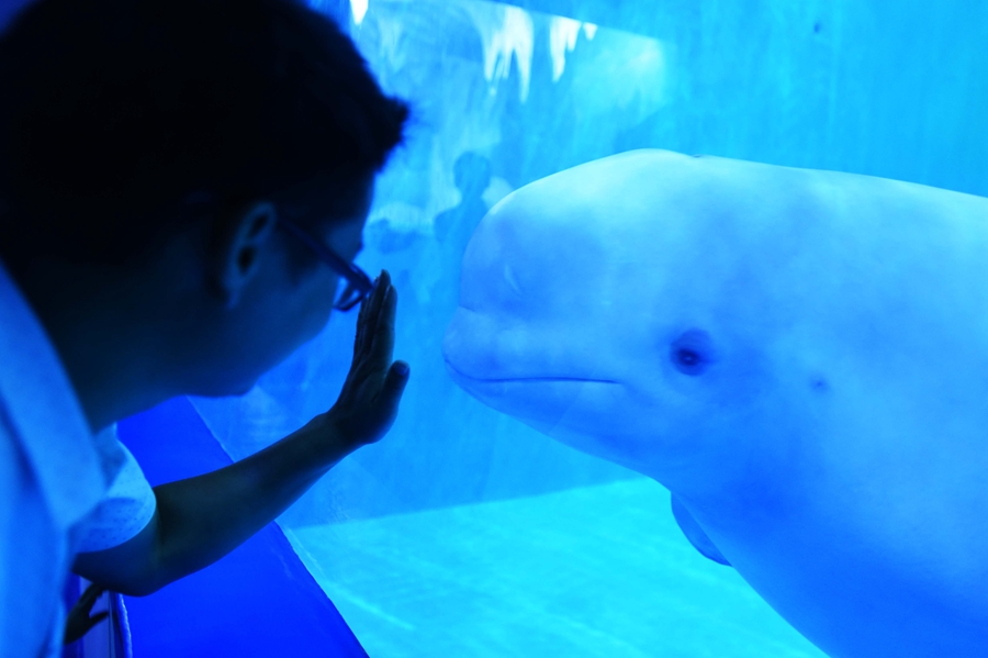 'Mermaids', dancers and whales create a splash at Guizhou's ocean park