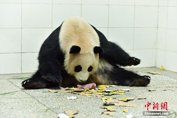 'Giant' panda twins born in SW China reserve