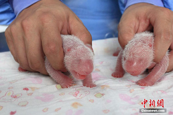 'Giant' panda twins born in SW China reserve