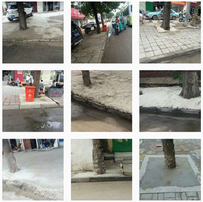 Tree pits sealed with cement to curb airborne dust in Henan