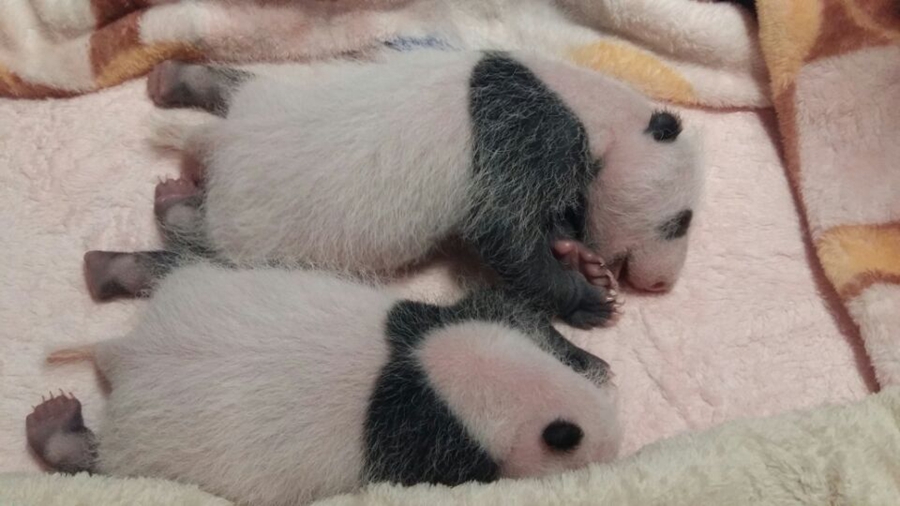 Both baby twin pandas healthy in first month