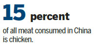 Technical manual tells how to kill chickens humanely for better meat