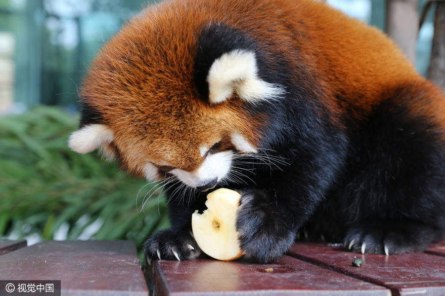 Cute animals share a bite of mooncake festival