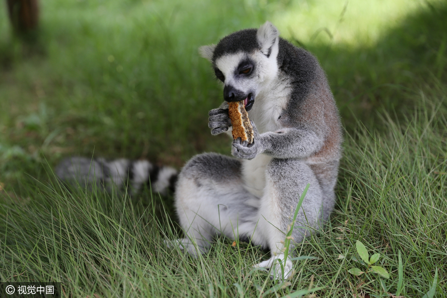 Cute animals share a bite of mooncake festival