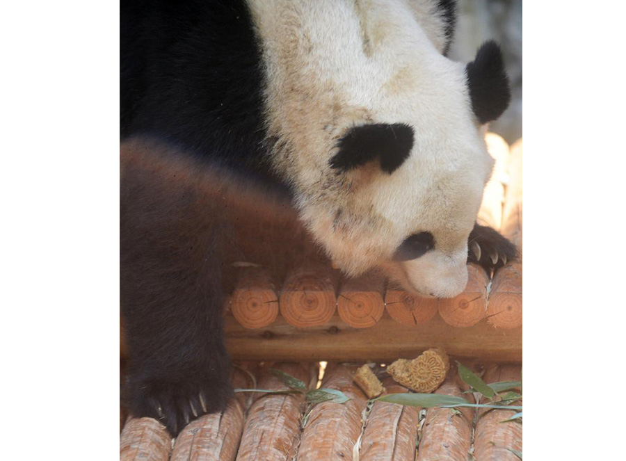 Cute animals share a bite of mooncake festival