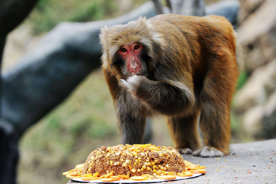 Cute animals share a bite of mooncake festival