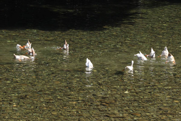 Green fishing method increase locals' income in Yellow Mountain