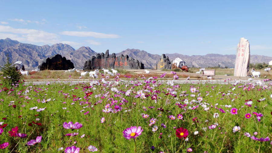 Autumn scenes brighten the landscape in Inner Mongolia