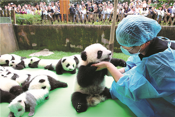 Panda twins mean double delight for tourists
