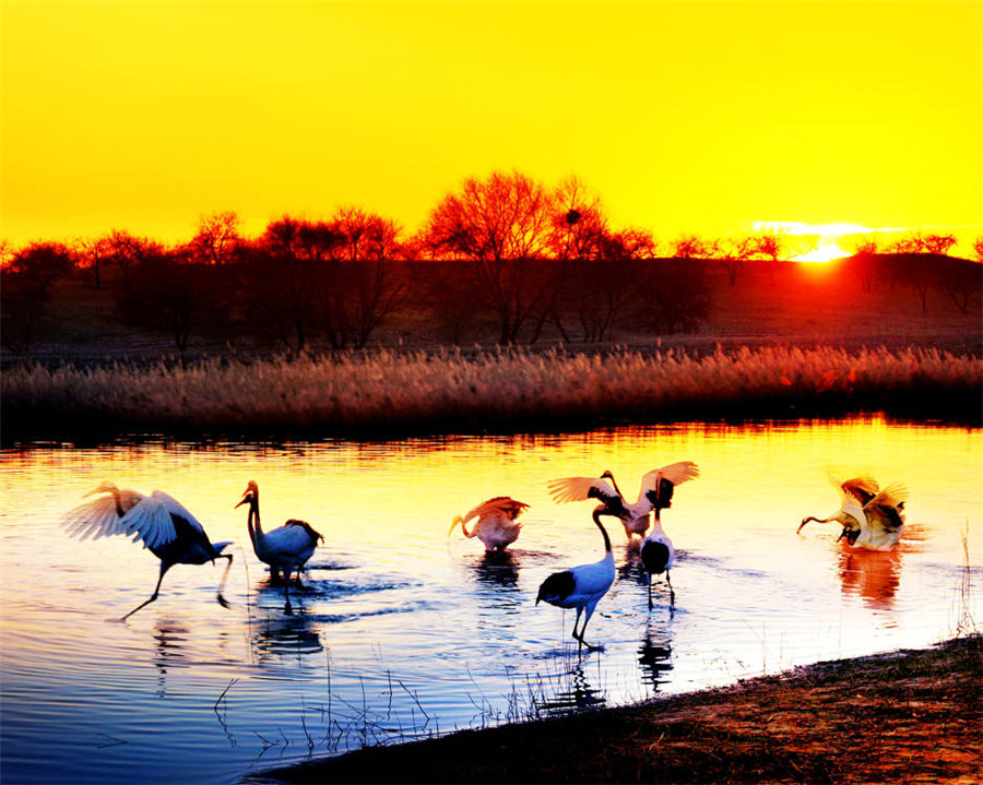 Red-crowned cranes take flight in China's Jilin