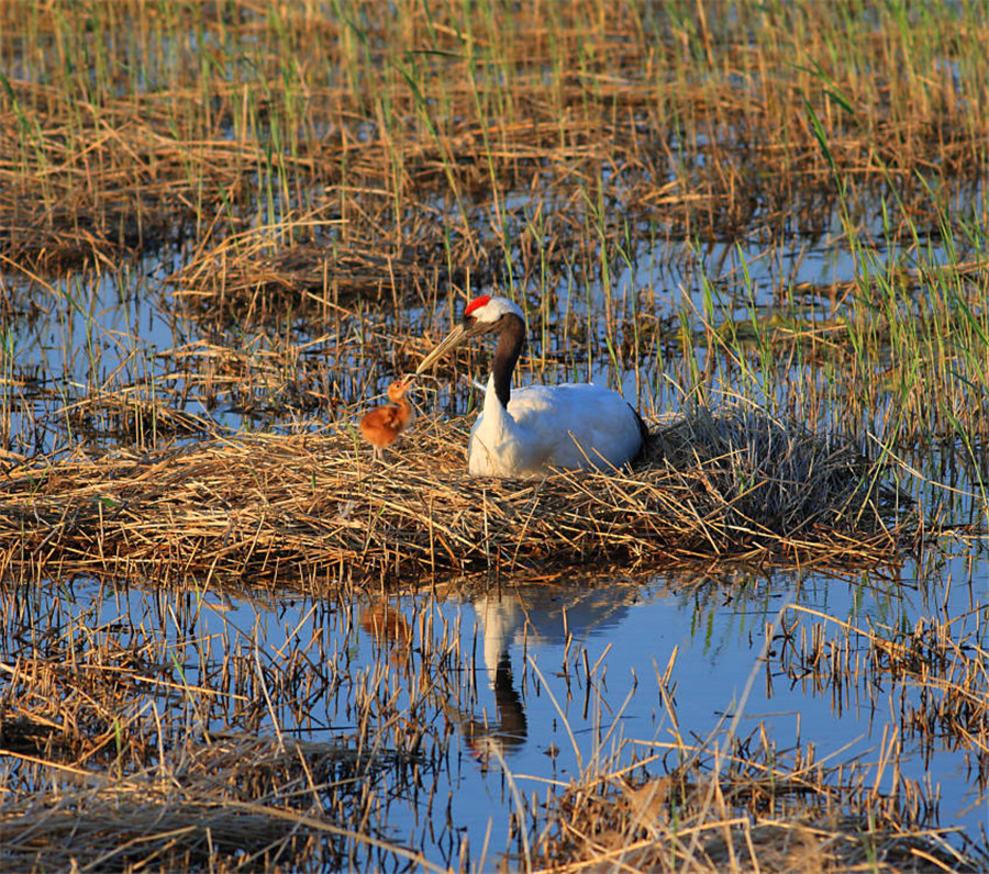 Red-crowned cranes take flight in China's Jilin