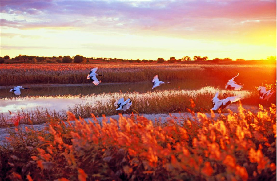 Red-crowned cranes take flight in China's Jilin