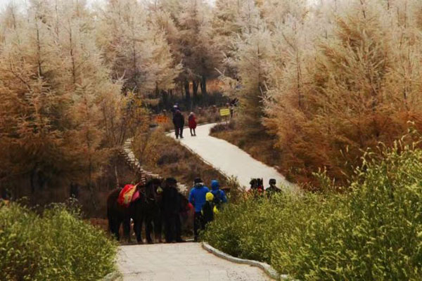 Picturesque Chongli bursts into autumn colors