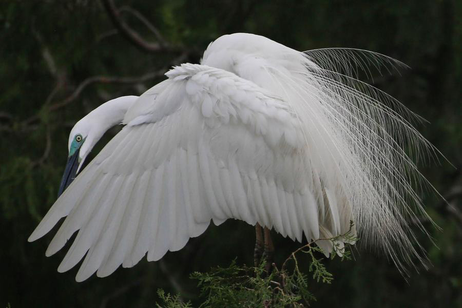 Egrets seen in East China