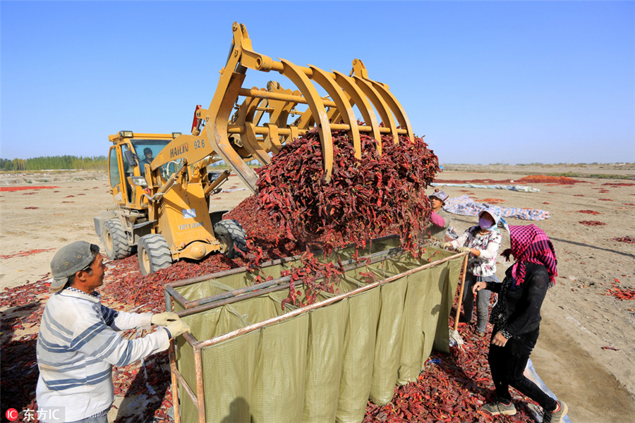 Harvesting bright red chilies in Xinjiang