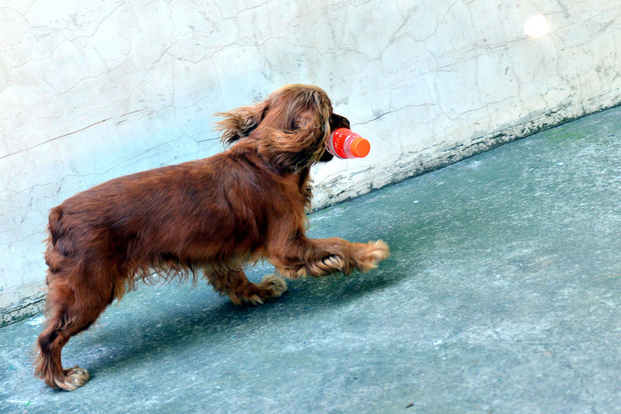 A cute dog and environment protector