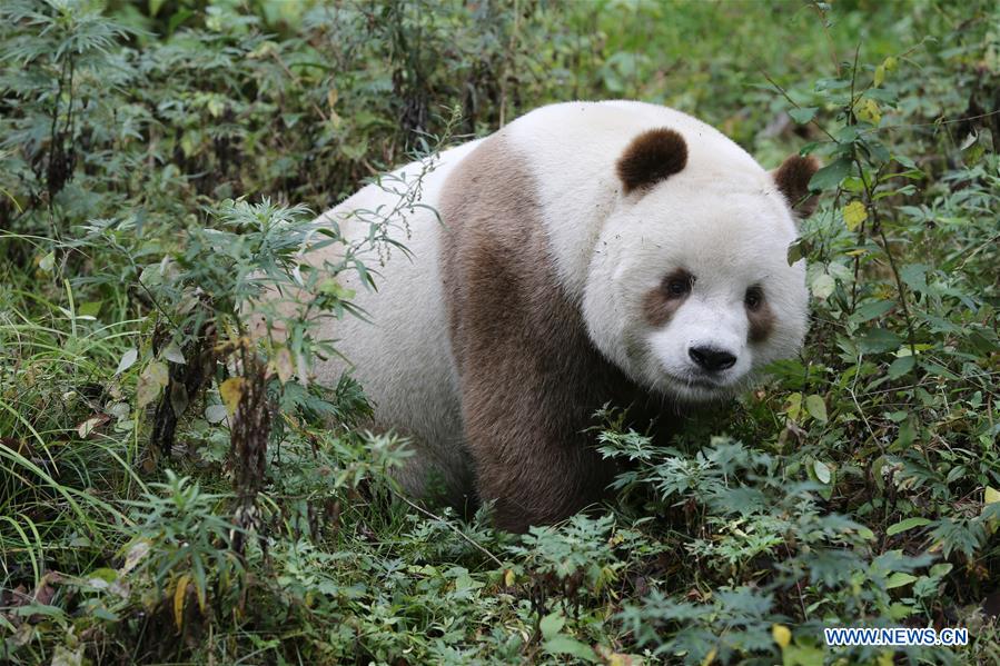 Qizai, rare brown giant panda in China