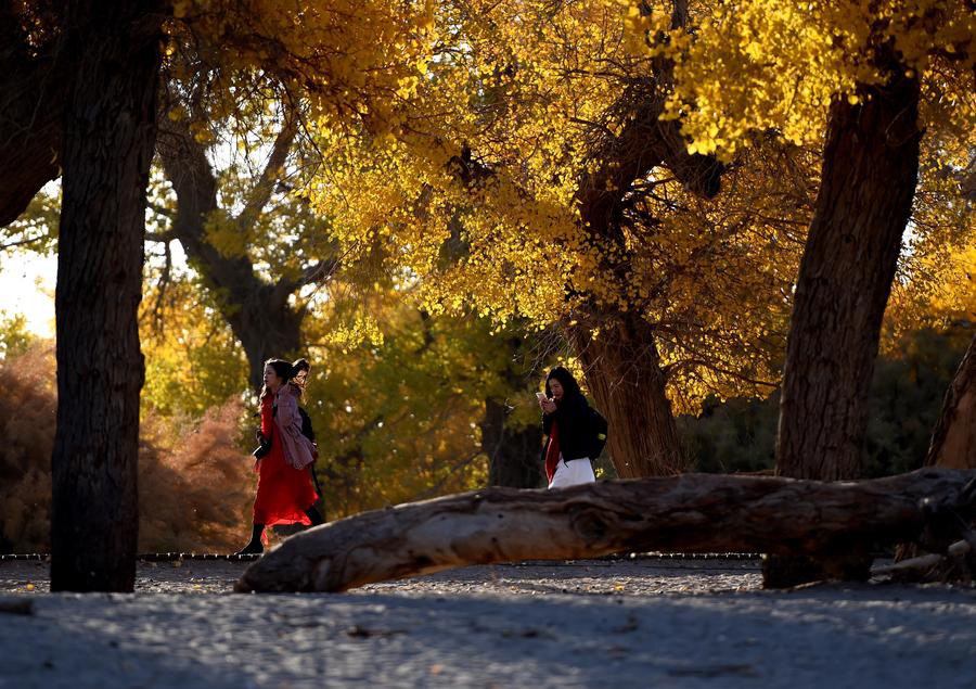 Ejin oasis in N China famous for diversiform-leaved poplar forests