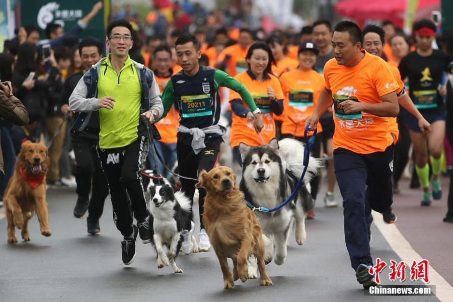 Four-legged animals turn two-legged sprinters