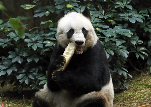 Hong Kong mourns elderly gentle giant