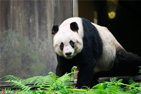 Hong Kong mourns elderly gentle giant