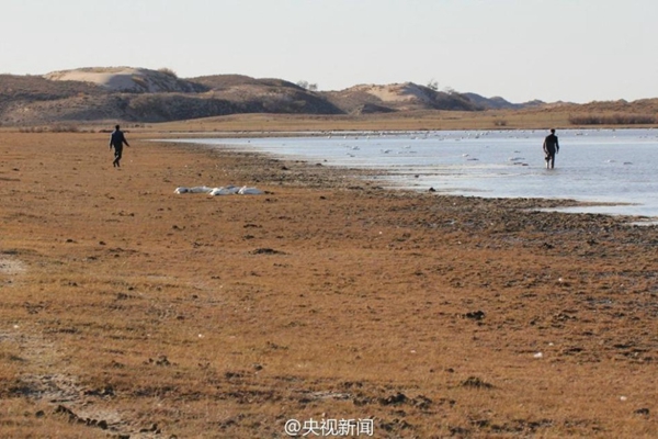Poaching blamed for 200 swans' death in Inner Mongolia