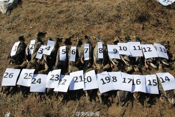 Poaching blamed for 200 swans' death in Inner Mongolia