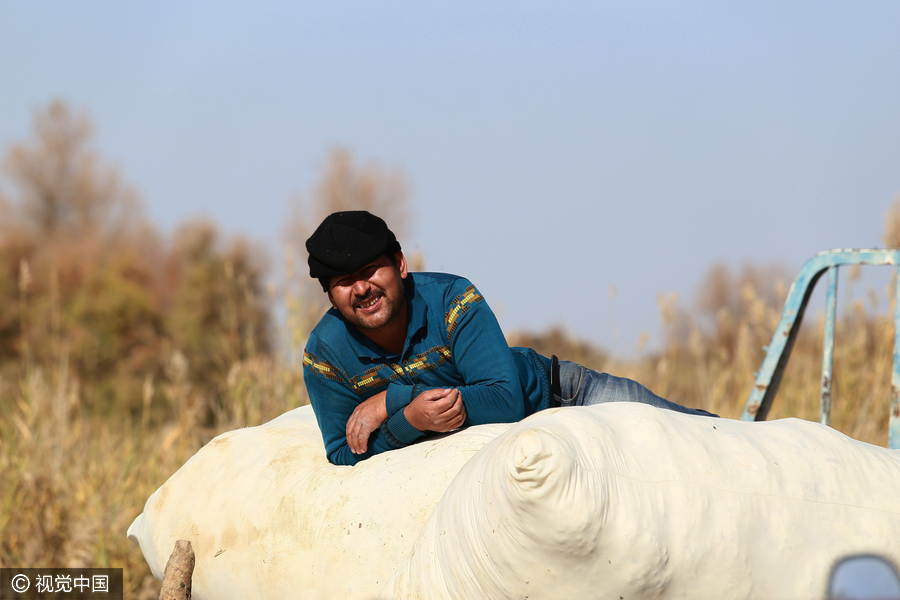 400,000 migrant workers flock to Xinjiang to harvest cotton