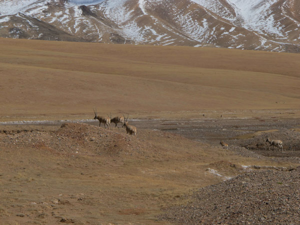 Tibet takes steps to contain grassland degradation