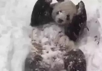 'Kung Fu panda' plays in the snow