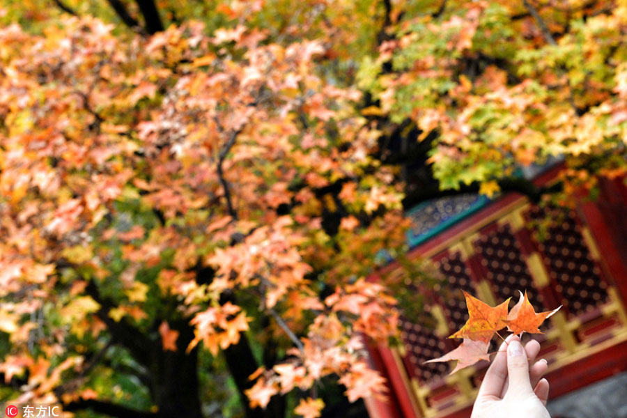 Red leaves reveal beauty of autumn